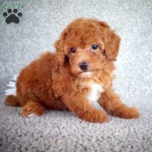 Patrick, Toy Poodle Puppy