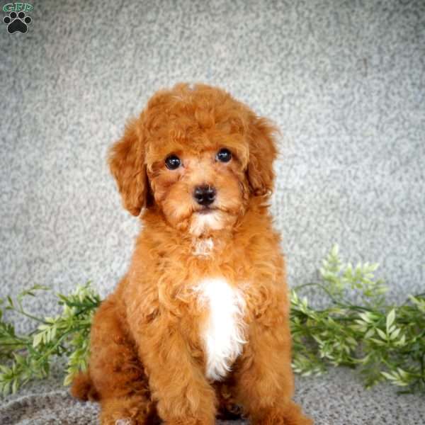 Patrick, Toy Poodle Puppy