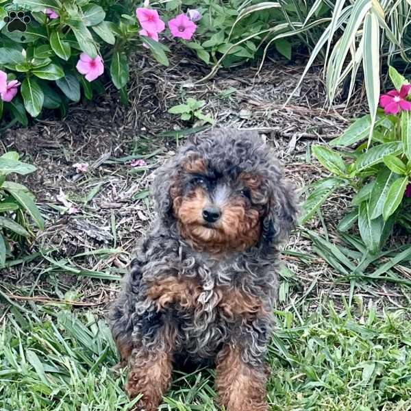 Patsy, Miniature Poodle Puppy
