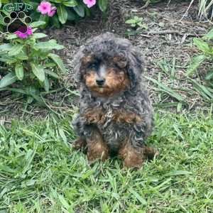 Patsy, Miniature Poodle Puppy
