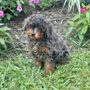 Patsy, Miniature Poodle Puppy
