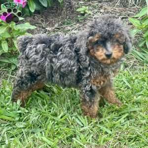 Patsy, Miniature Poodle Puppy