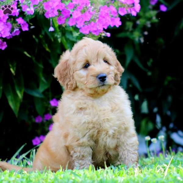 Patterson, Mini Goldendoodle Puppy