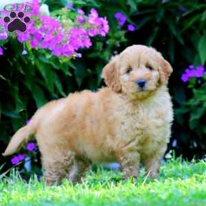 Patterson, Mini Goldendoodle Puppy