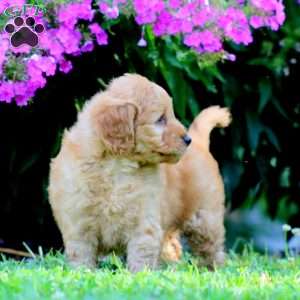 Patterson, Mini Goldendoodle Puppy