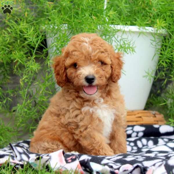 Paul, Cavapoo Puppy