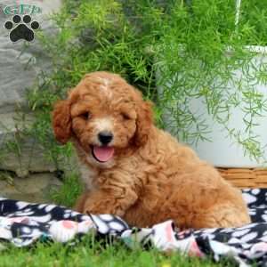 Paul, Cavapoo Puppy