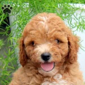 Paul, Cavapoo Puppy