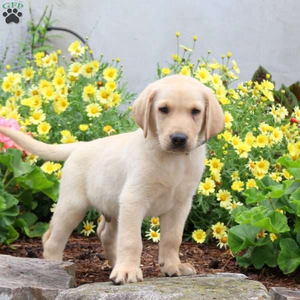 Pax, Yellow Labrador Retriever Puppy
