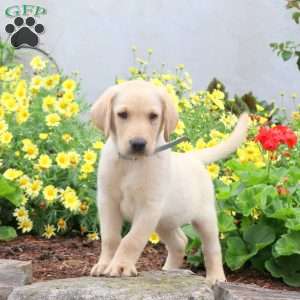 Pax, Yellow Labrador Retriever Puppy