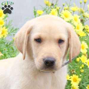 Pax, Yellow Labrador Retriever Puppy