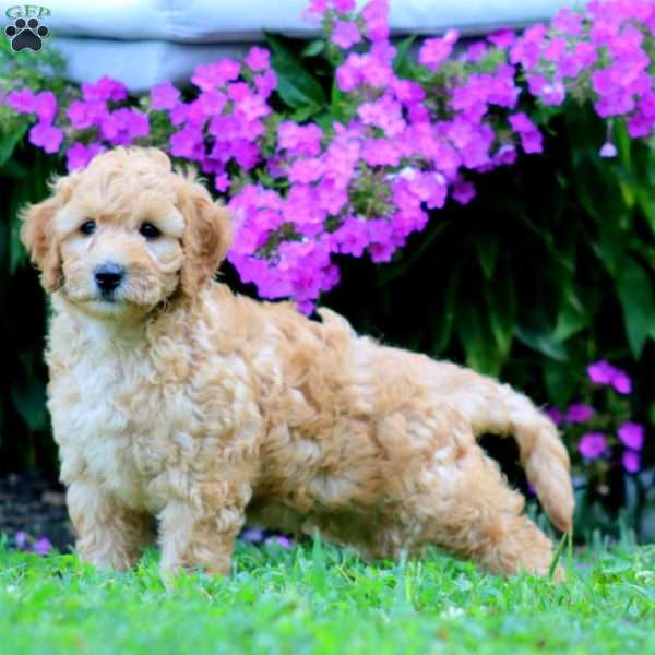 Pax, Mini Goldendoodle Puppy