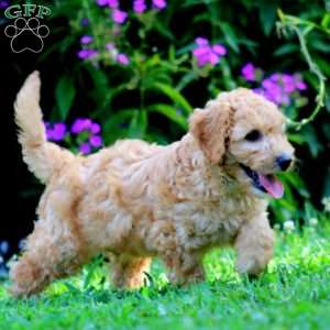 Pax, Mini Goldendoodle Puppy