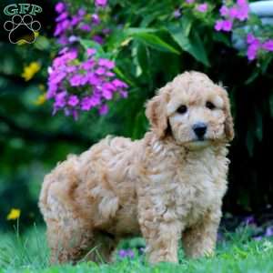 Pax, Mini Goldendoodle Puppy