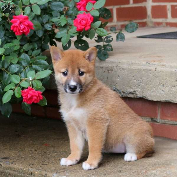Peanut, Shiba Inu Puppy