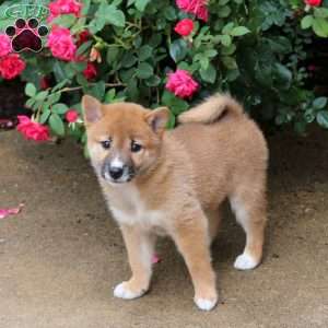 Peanut, Shiba Inu Puppy