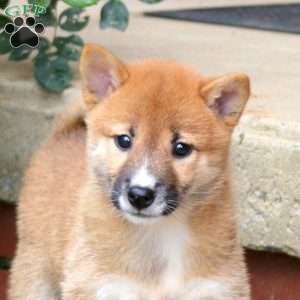 Peanut, Shiba Inu Puppy