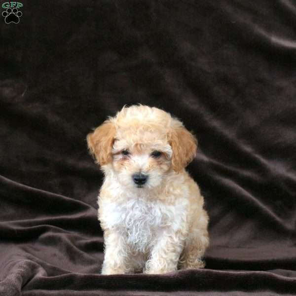 Peanut, Bich-Poo Puppy