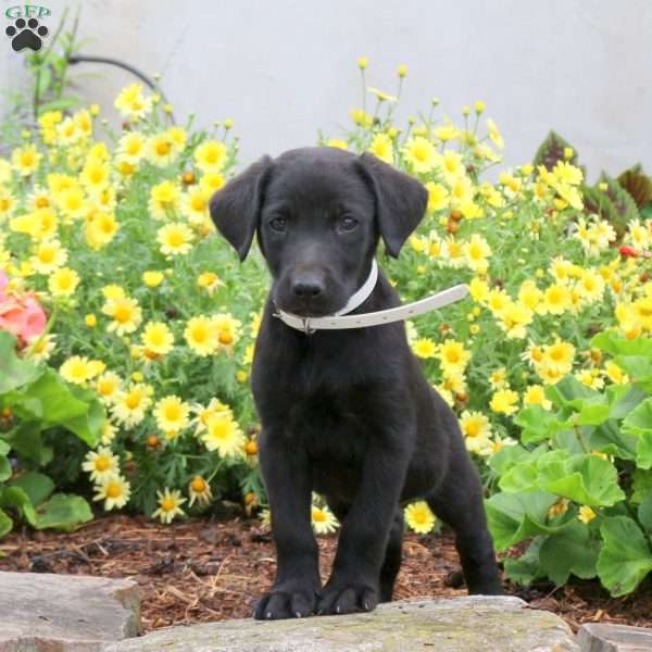 Peanut, Black Labrador Retriever Puppy
