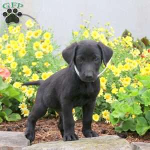 Peanut, Black Labrador Retriever Puppy