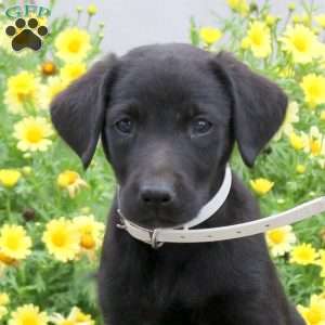 Peanut, Black Labrador Retriever Puppy