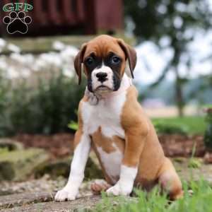 Pearl, Boxer Puppy