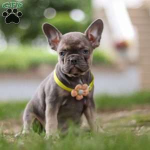 Pearl, Frenchton Puppy