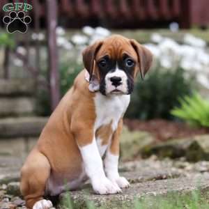 Pearl, Boxer Puppy