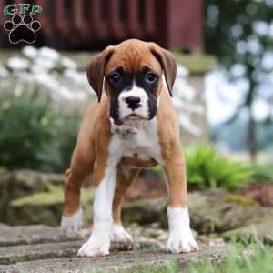Pearl, Boxer Puppy