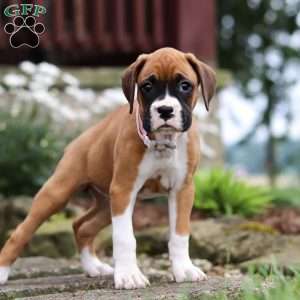 Pearl, Boxer Puppy