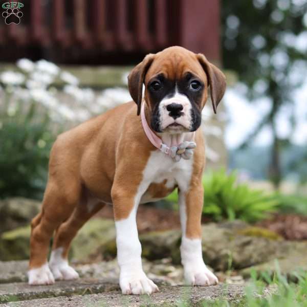 Pearl, Boxer Puppy