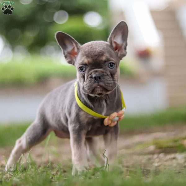 Pearl, Frenchton Puppy