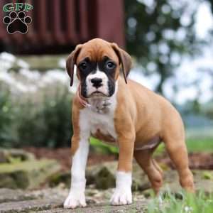 Pearl, Boxer Puppy