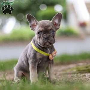 Pearl, Frenchton Puppy