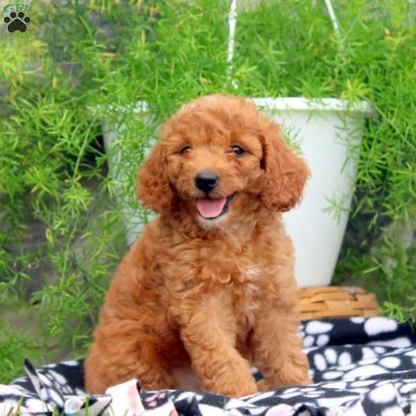Pearl, Cavapoo Puppy
