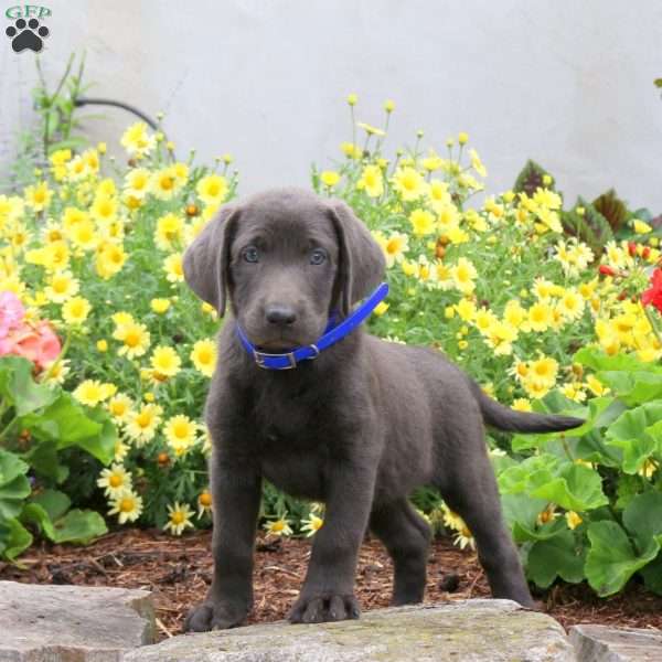 Pearl, Charcoal Labrador Retriever Puppy