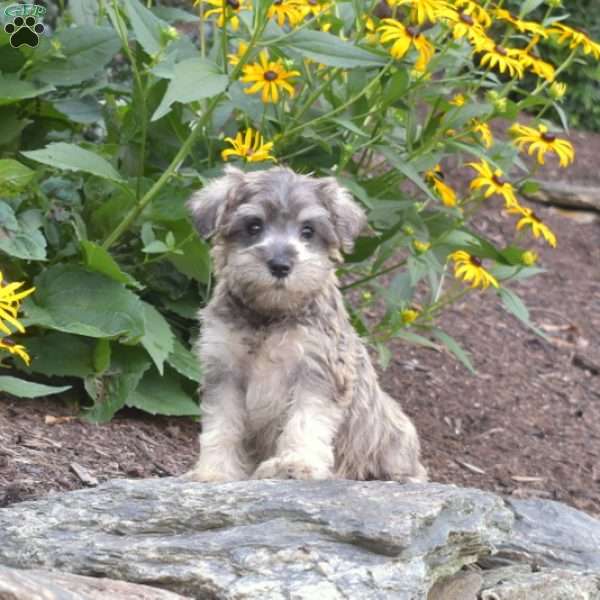 Pearl, Miniature Schnauzer Puppy