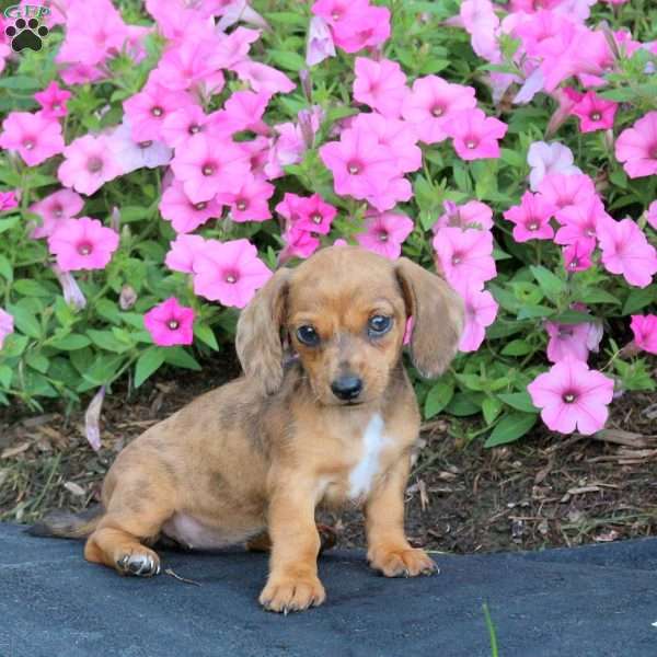 Pearl-Mini, Dachshund Puppy