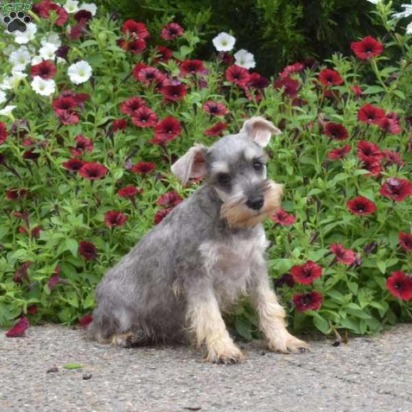 Pearl, Miniature Schnauzer Puppy