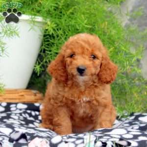 Pearl, Cavapoo Puppy