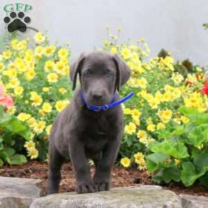 Pearl, Charcoal Labrador Retriever Puppy