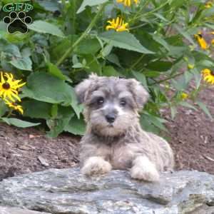 Pearl, Miniature Schnauzer Puppy