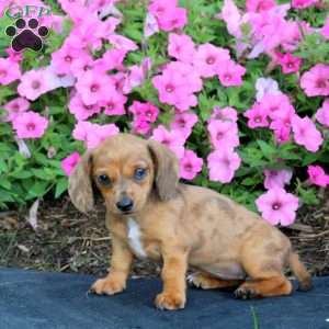 Pearl-Mini, Dachshund Puppy