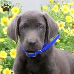 Pearl, Charcoal Labrador Retriever Puppy