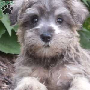 Pearl, Miniature Schnauzer Puppy