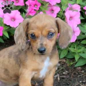 Pearl-Mini, Dachshund Puppy