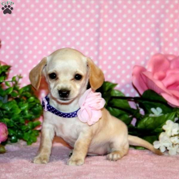 Pearl, Chiweenie Puppy