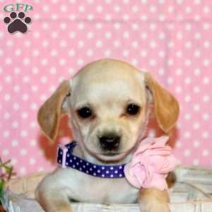 Pearl, Chiweenie Puppy