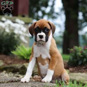 Pearl, Boxer Puppy