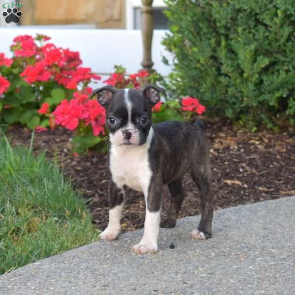 Pebbles, Boston Terrier Puppy
